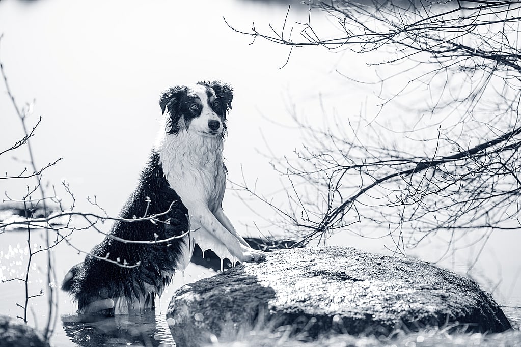 Un perro parado sobre una roca en el agua.