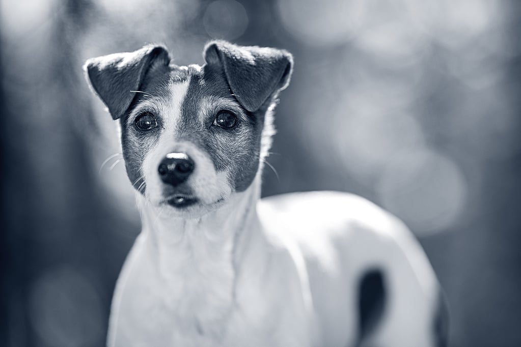 Un perro mirando a la cámara.