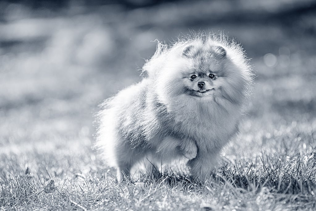 Un perro esponjoso corriendo en la hierba.