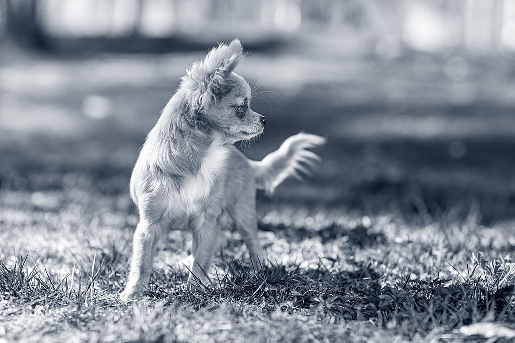 Un perro parado en la hierba.