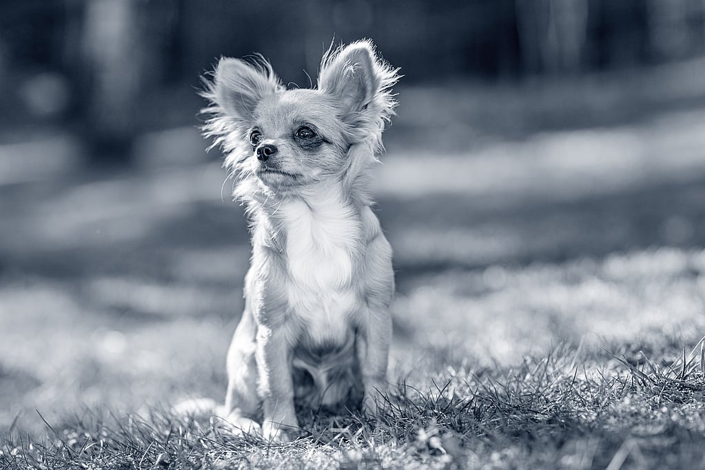 Un perro pequeño sentado en la hierba.
