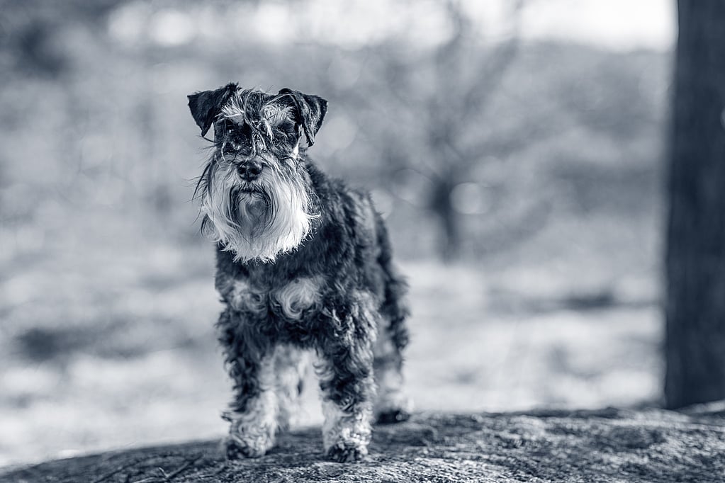 Un perro parado sobre una roca.