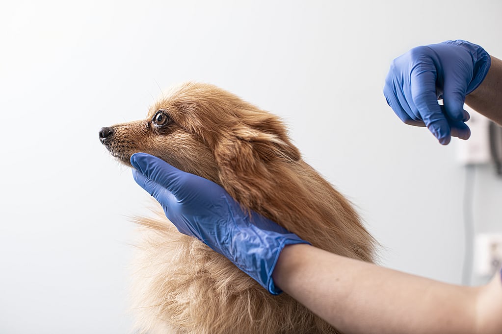 Una persona con guantes azules tocando la cara de un perro.