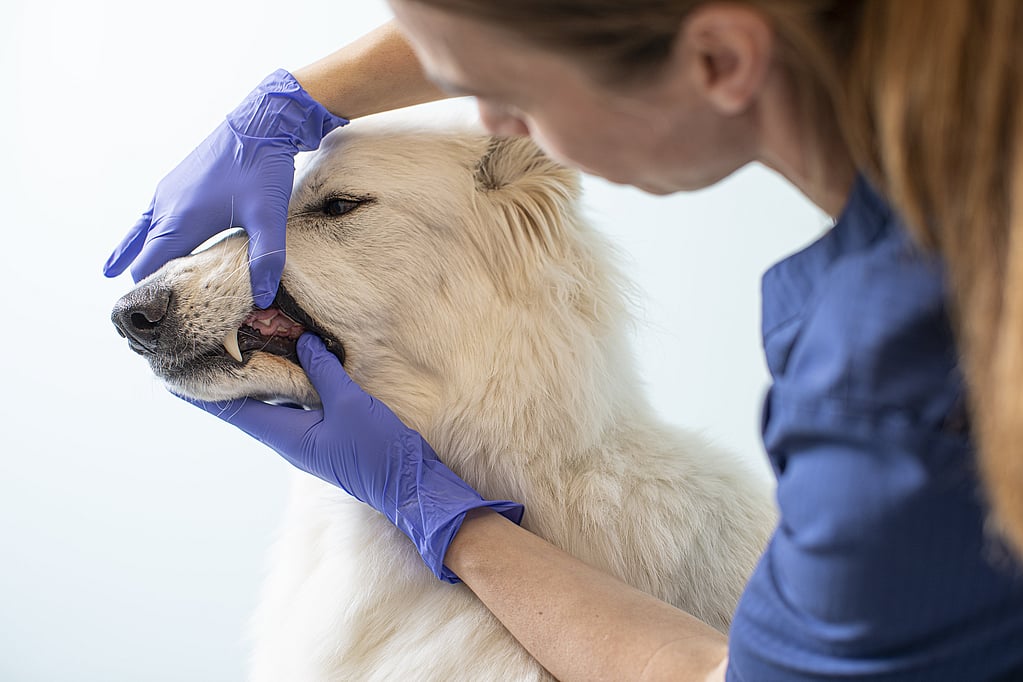 Una persona con guantes azules tocando la boca de un perro.