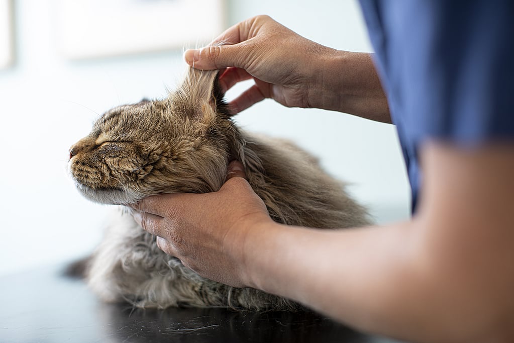 Una persona sosteniendo la oreja de un gato.