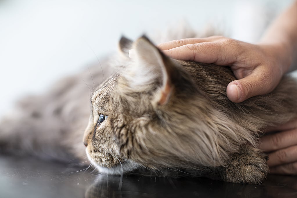 Una mano acariciando a un gato.