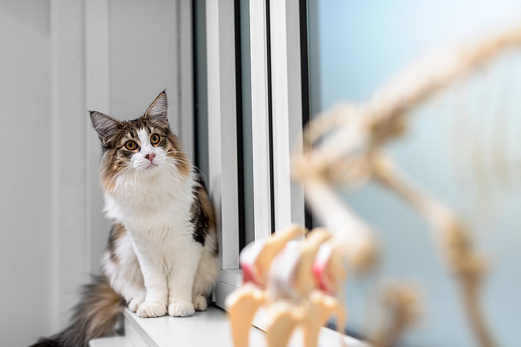 Un gato sentado en el alféizar de una ventana.