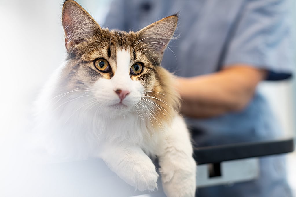Un gato con ojos amarillos.