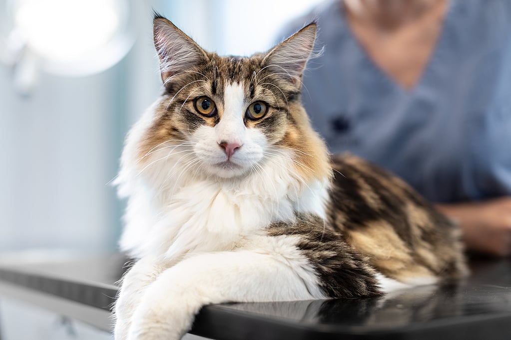 Un gato acostado sobre una mesa.