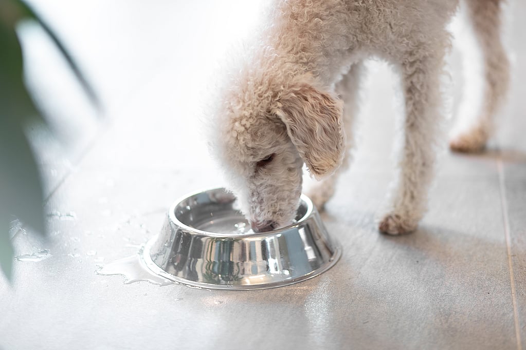Un perro comiendo de un cuenco.