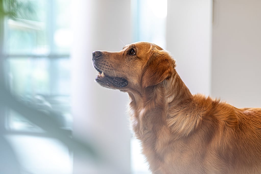Un perro mirando hacia un lado.