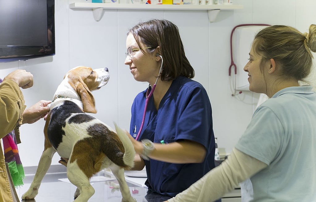 Una persona y un perro mirándose.