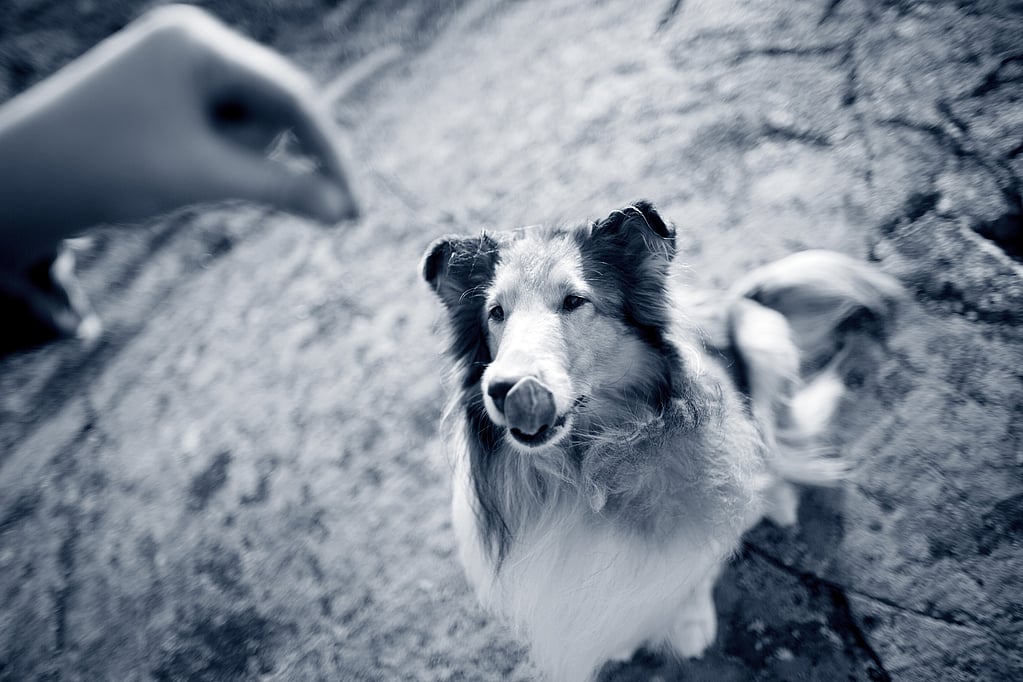 Un perro mirando la mano de una persona.
