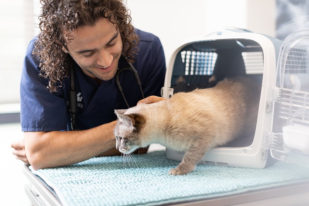 Una persona con un estetoscopio mirando a un gato dentro de una jaula.