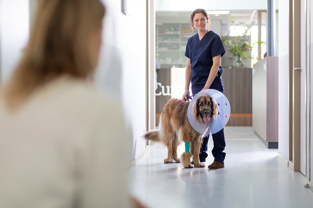 A person walking a dog with a cone around her neck.