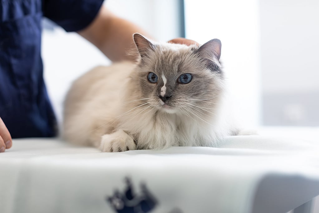 Un gato acostado sobre una mesa.