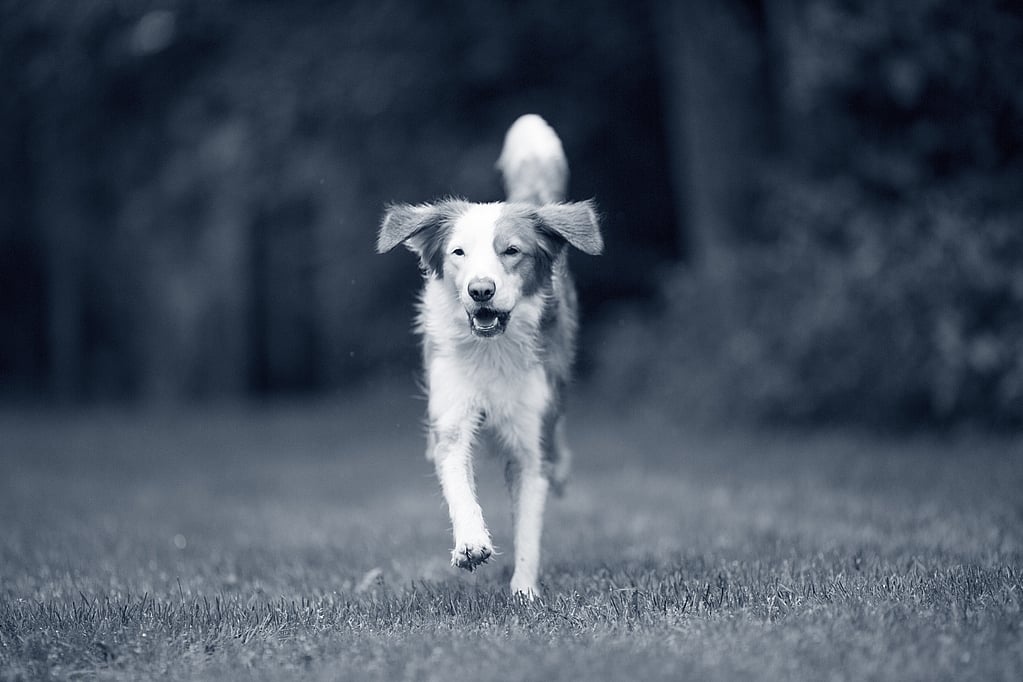 Un perro corriendo sobre la hierba.