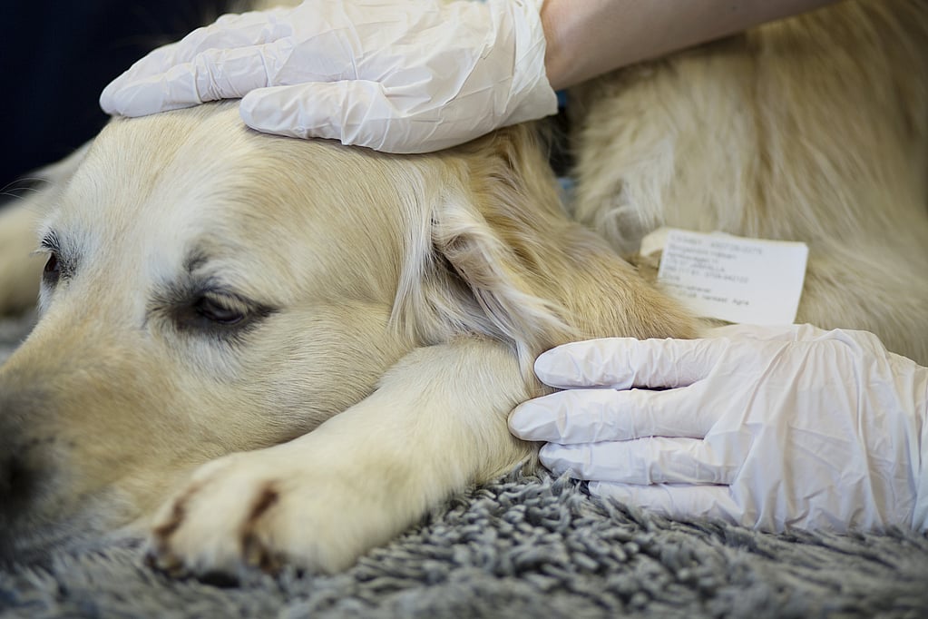 Las manos de una persona con guantes tocando la cabeza de un perro.