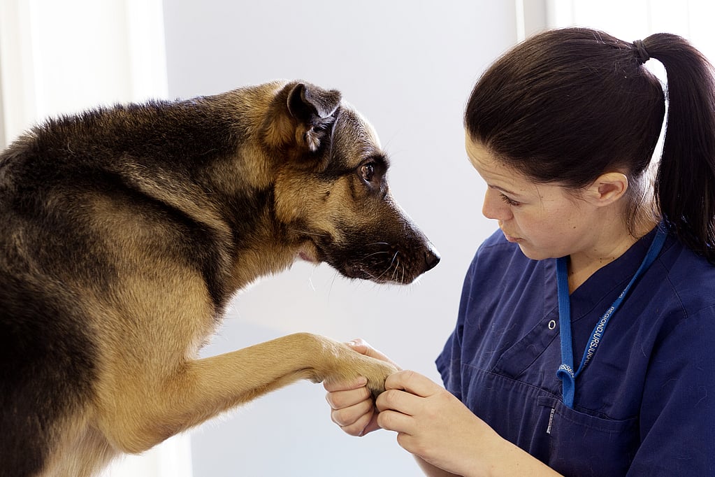 Una persona sosteniendo la pata de un perro.