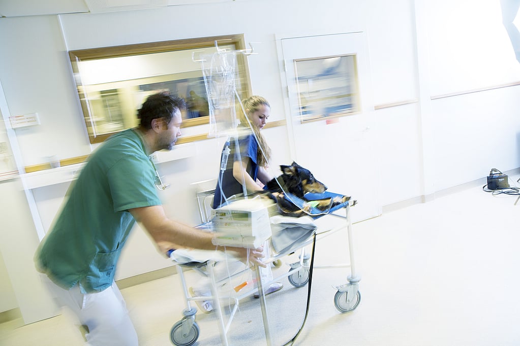 A person pushing a dog on a hospital bed.
