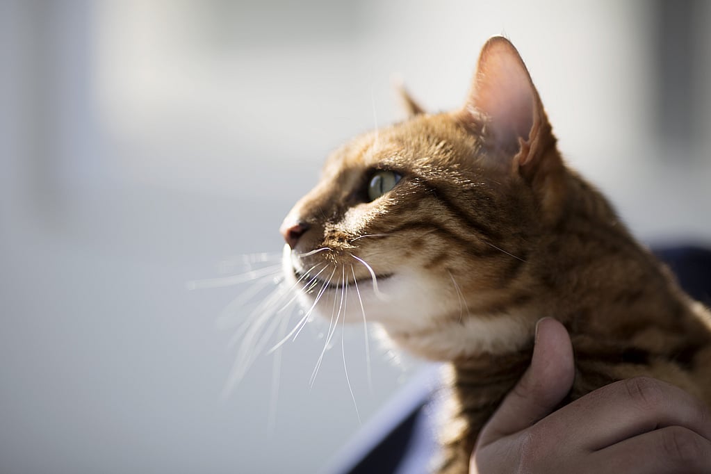 Una mano sosteniendo un gato.