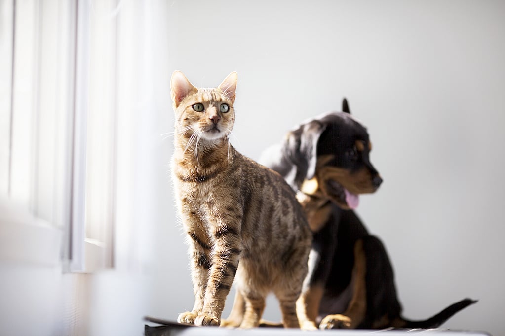 Un gato y un perro mirándose.