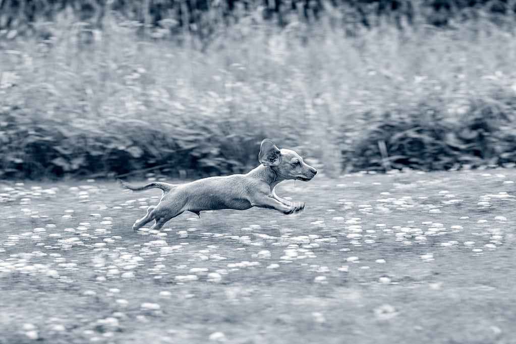 Un perro corriendo en un campo.