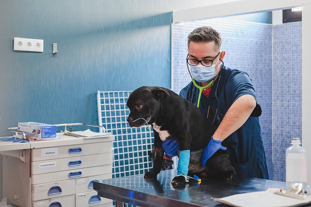 Una persona con mascarilla y guantes sosteniendo a un perro.