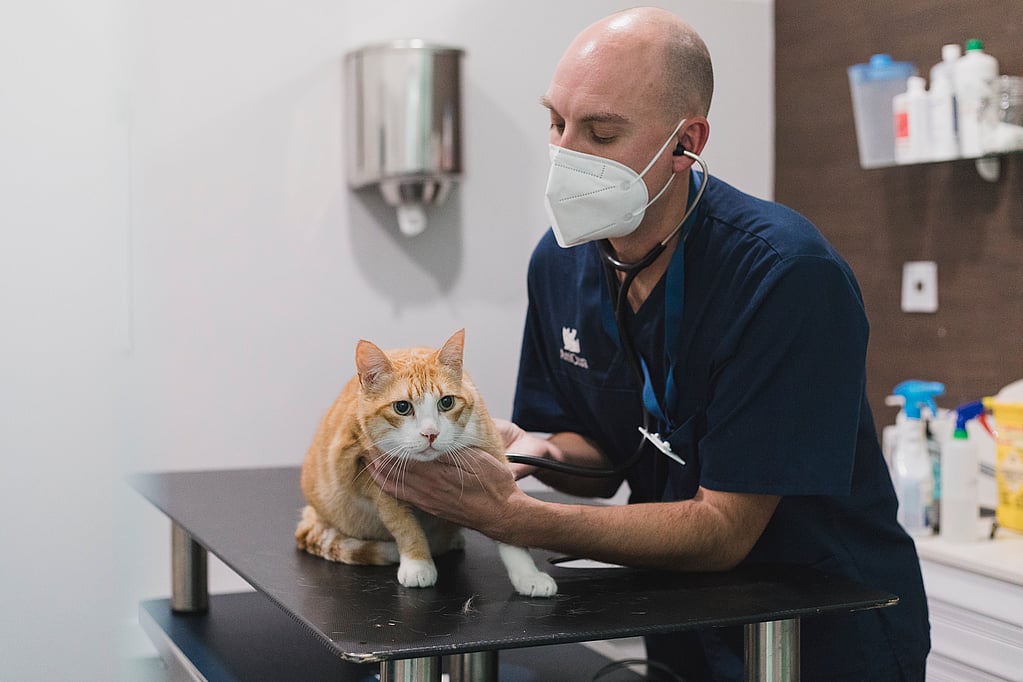 Una persona con una máscara y un estetoscopio examinando a un gato.