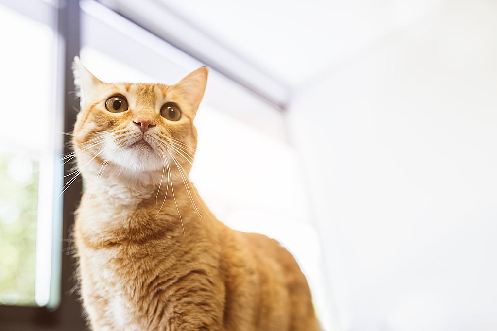 Un gato mirando hacia arriba con una luz brillante.