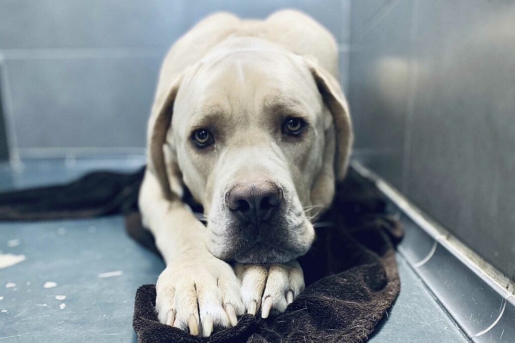 Un perro acostado sobre una manta.