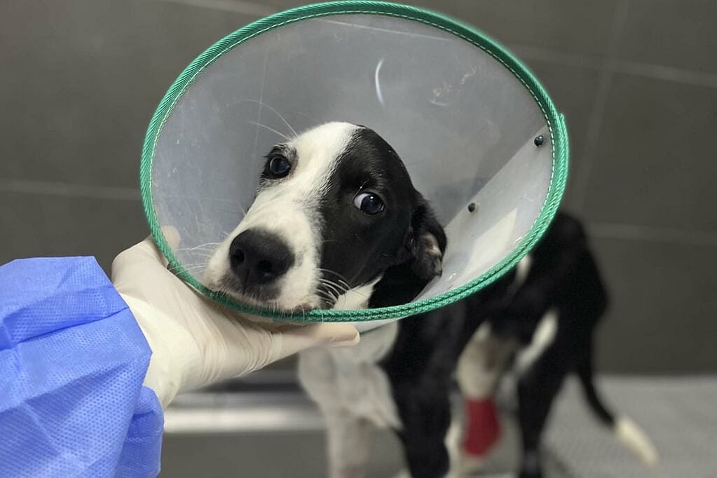 Una mano que sostiene la cabeza de un perro con un cono a su alrededor.