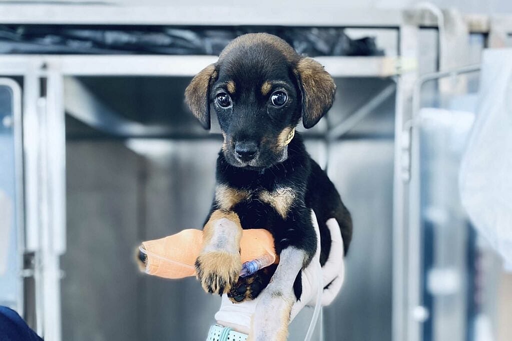 Un perro en una mano.