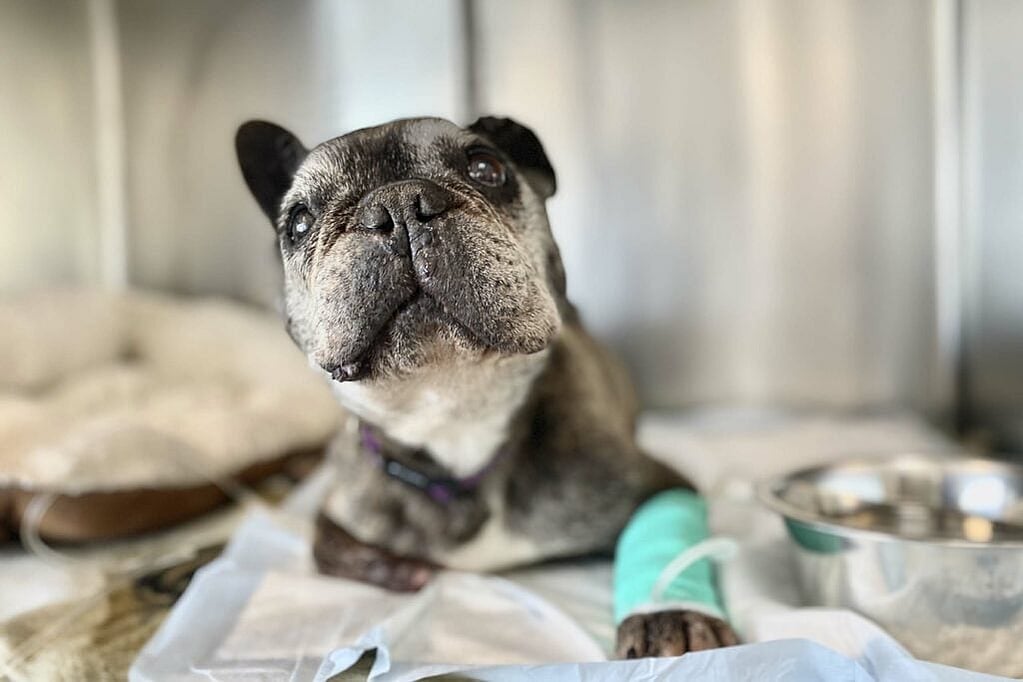 Un perro con una venda en el brazo.