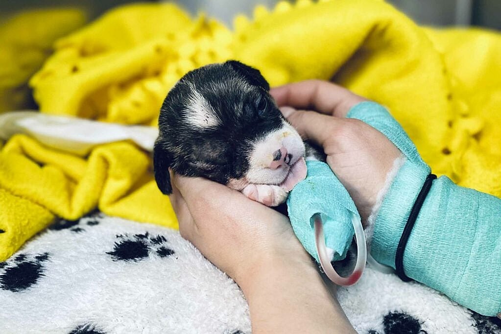 Una persona sosteniendo a un cachorro.