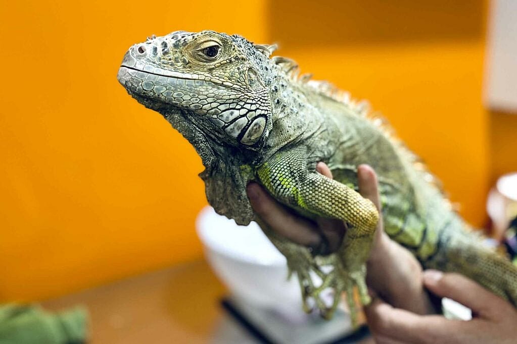 Una persona sosteniendo un lagarto verde.