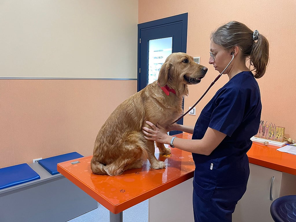 Una persona con bata y estetoscopio examinando a un perro.