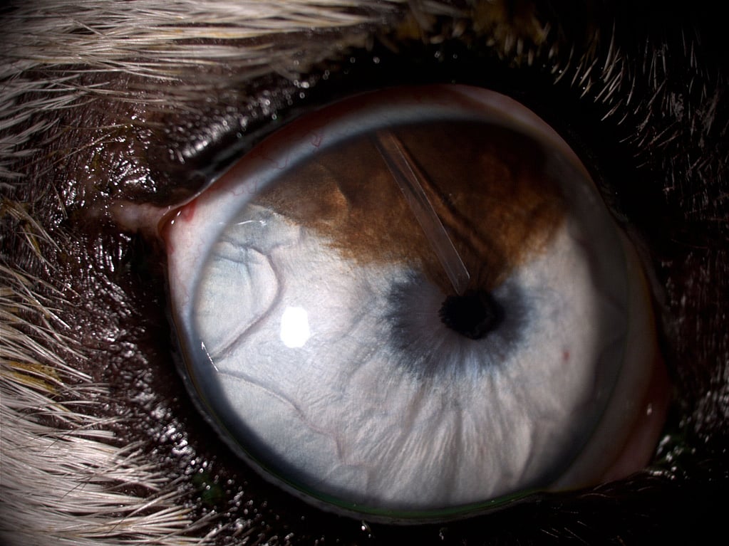 Un primer plano de un ojo.