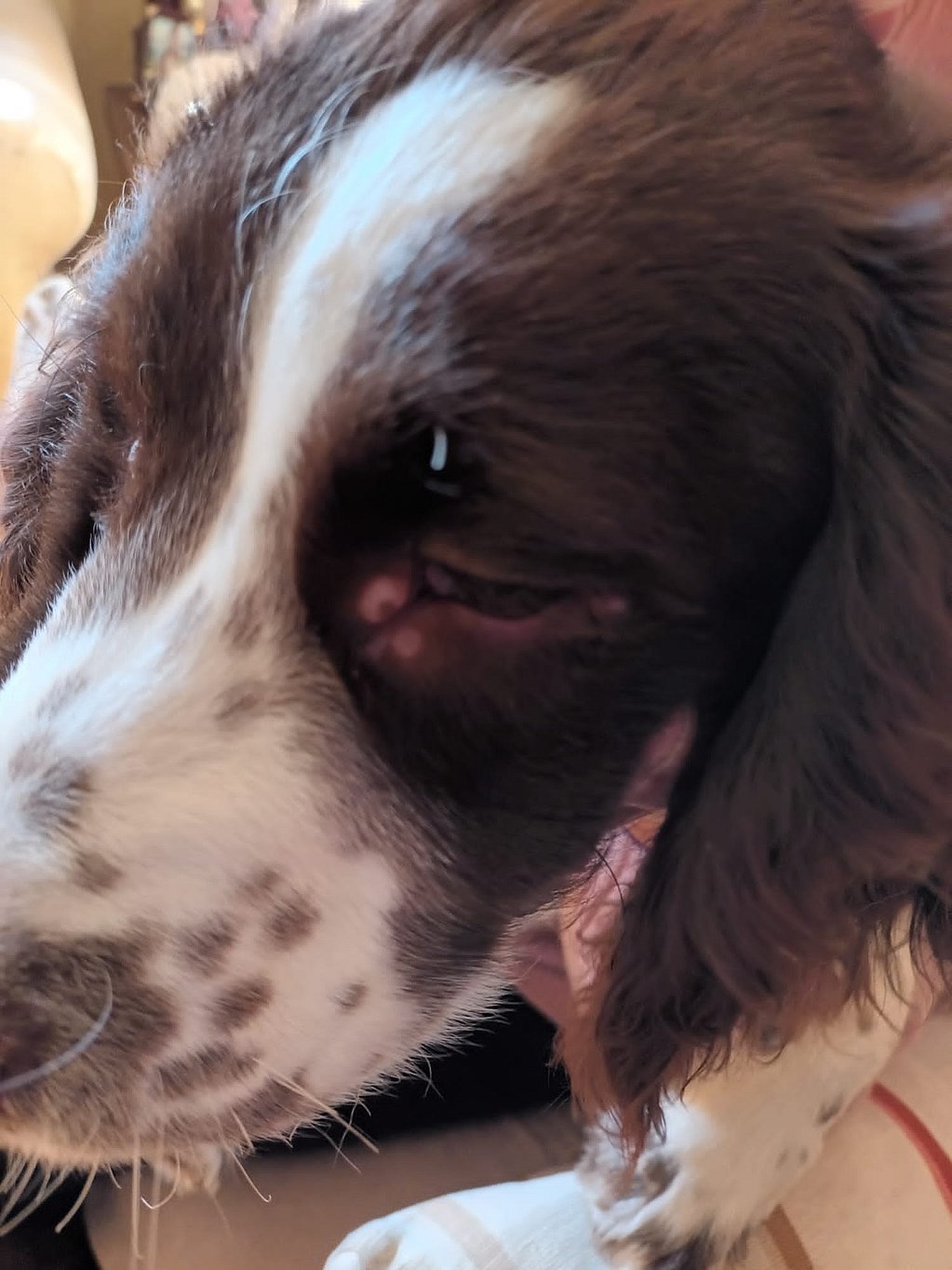 Un primer plano de la cara de un perro.