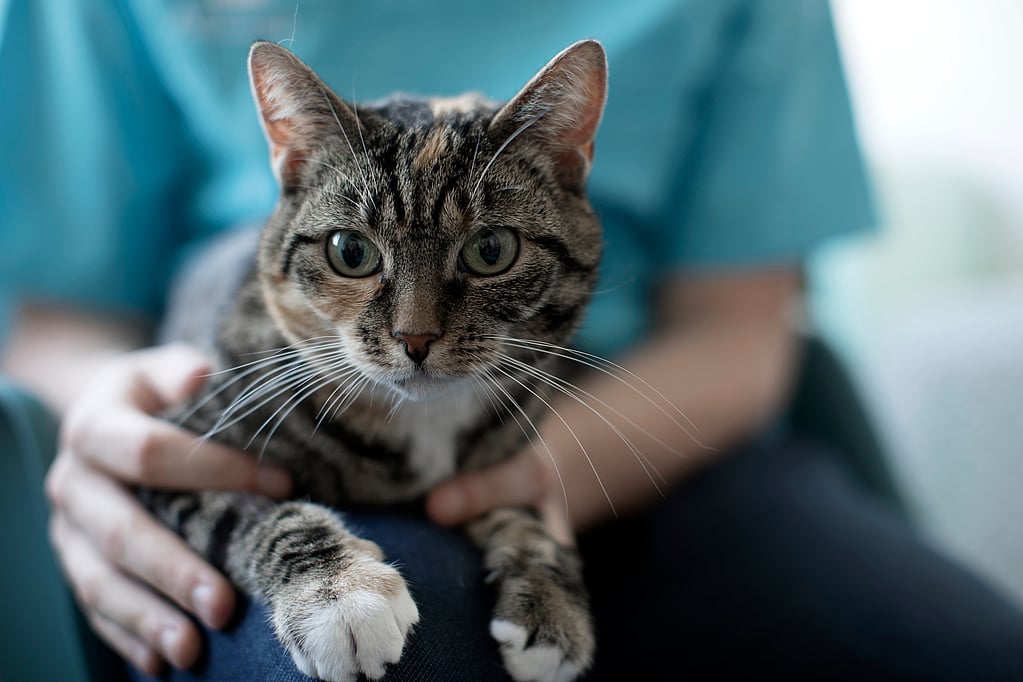 Un gato sentado en el regazo de una persona.