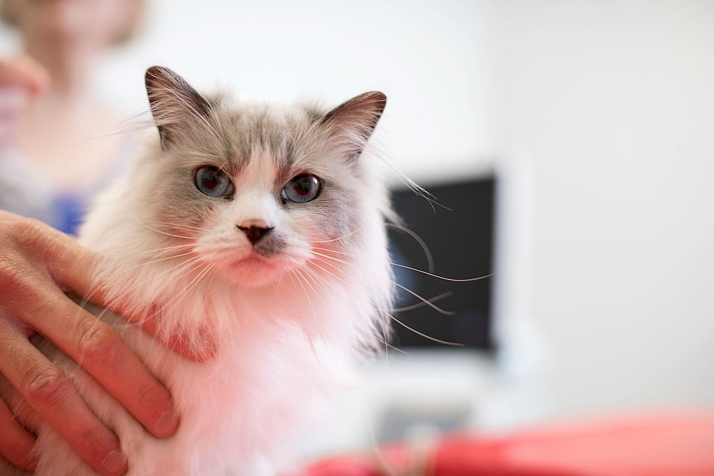 Una persona sosteniendo un gato.