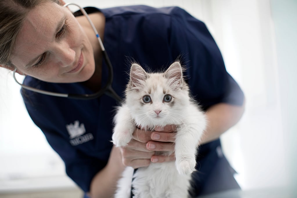 Una persona sosteniendo un gatito.