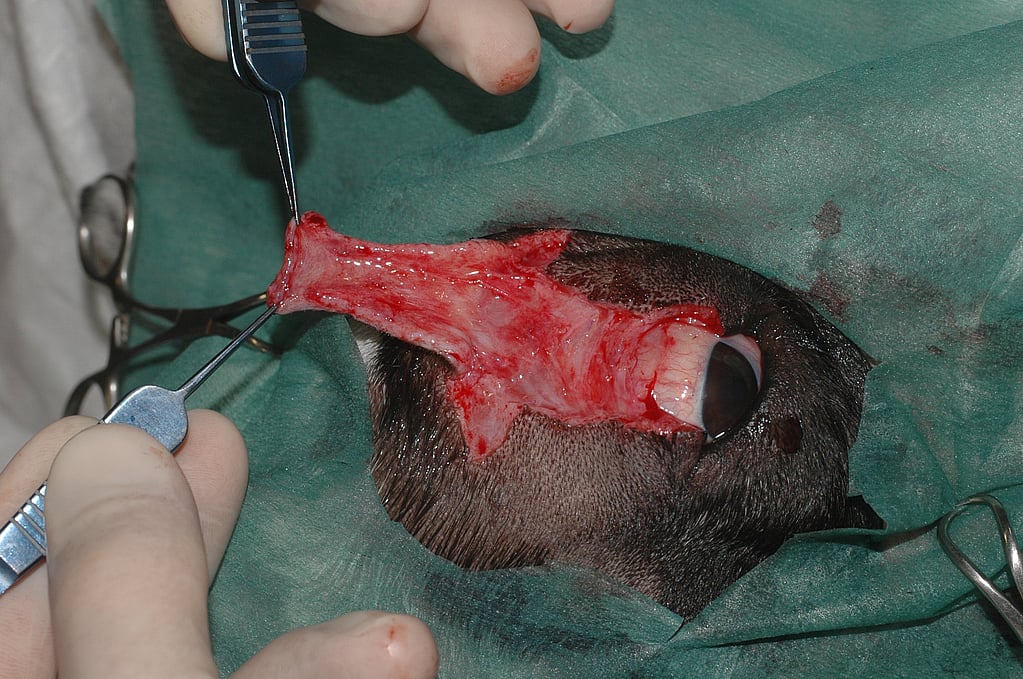 Una persona que realiza una cirugía en la cabeza de un conejo.