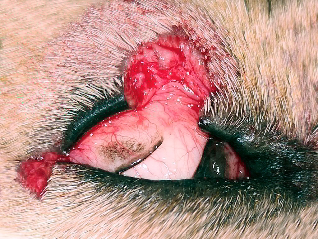 Un primer plano del ojo de un animal.