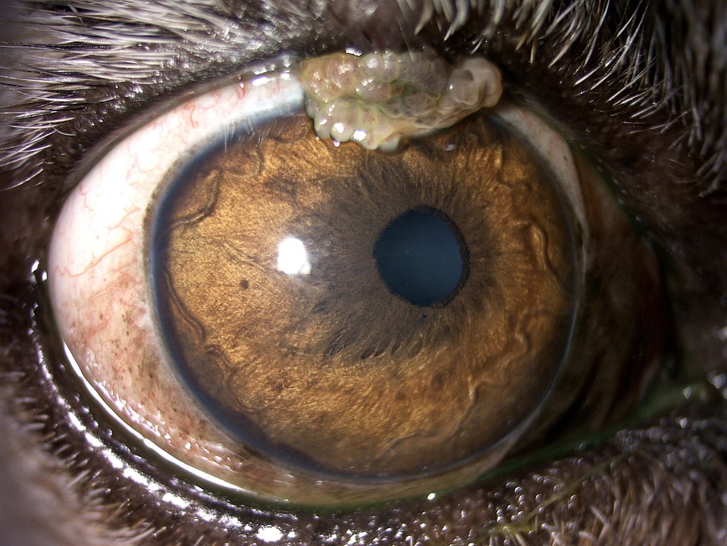Un primer plano de un ojo.