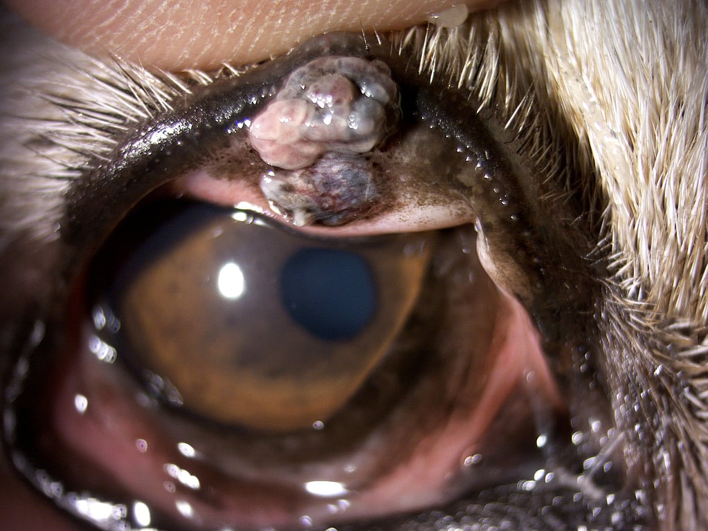 Un primer plano de un ojo.