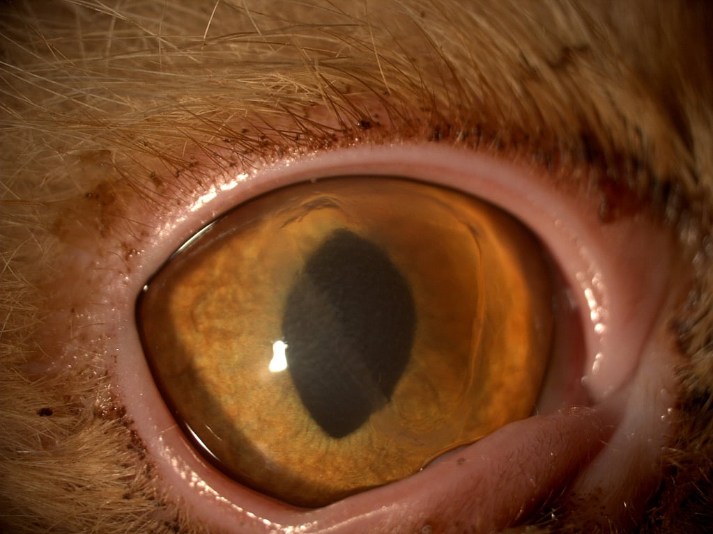 Primer plano de un ojo.