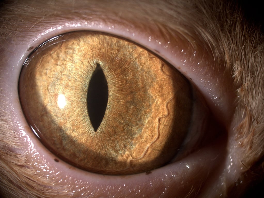 Primer plano del ojo de un animal.