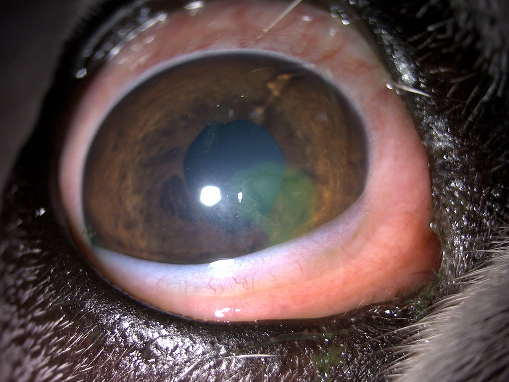 Un primer plano de un ojo.