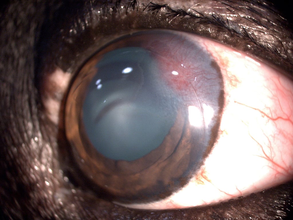 Un primer plano de un ojo.